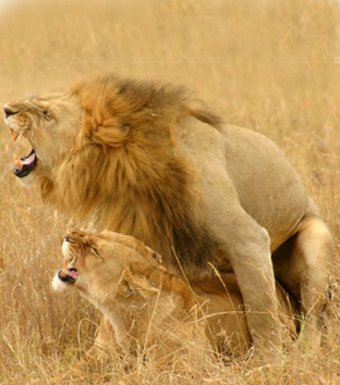 Lions_copulation.jpg